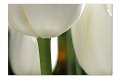 Tulpen A 08